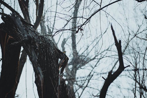 Бесплатное стоковое фото с ветвь, зима, зимнее дерево