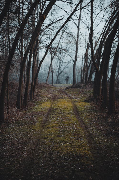 Gratis stockfoto met bloot, bomen, Bos