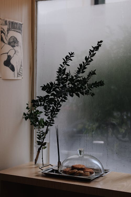 bitki, camlar, dallar içeren Ücretsiz stok fotoğraf