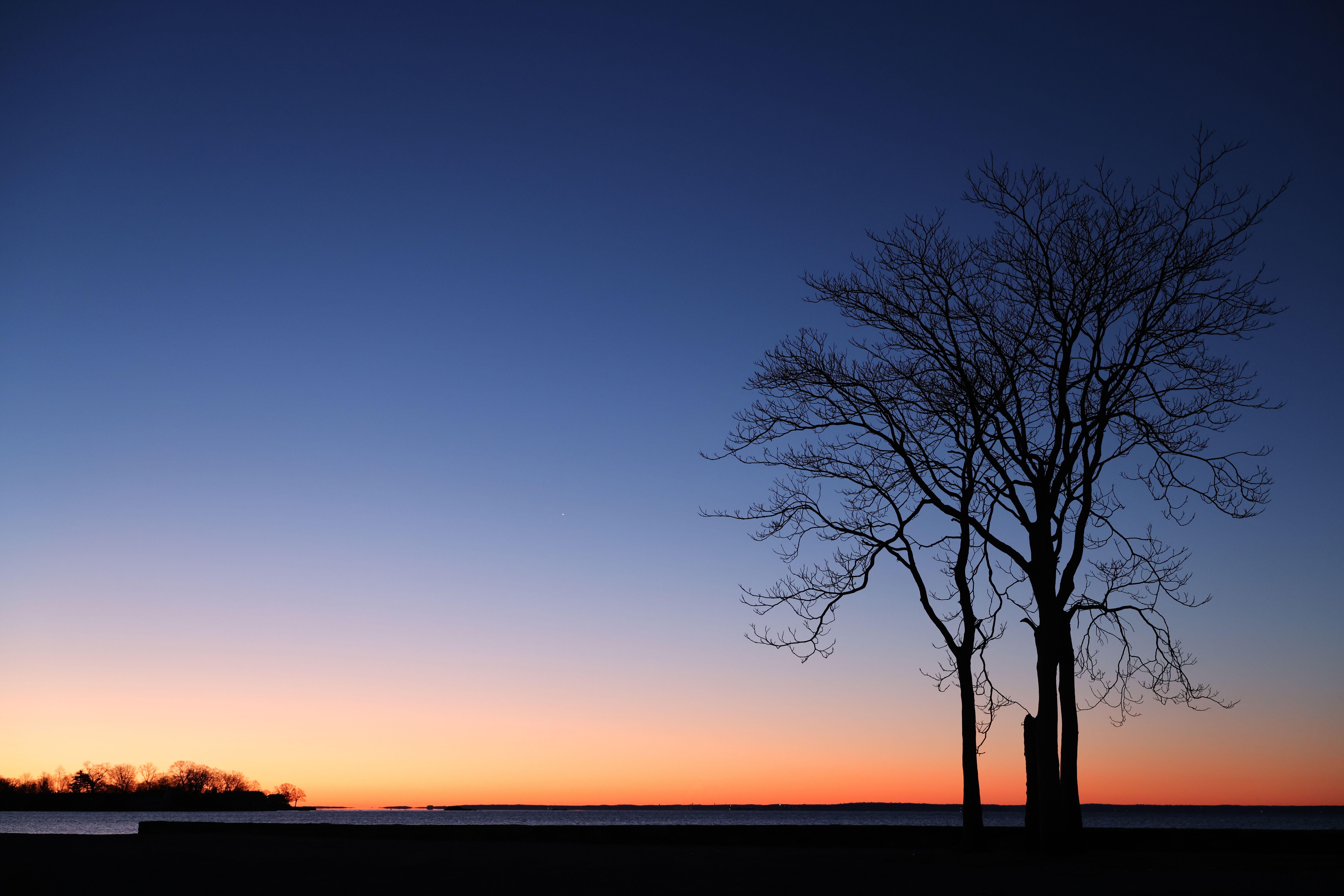 Silhouette of Bare Trees on Sea Coast at Sunset · Free Stock Photo