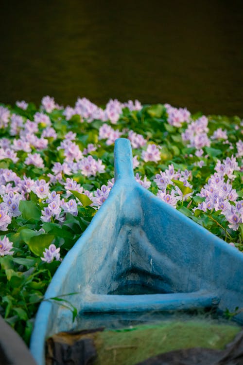 Lake and boat Flowers