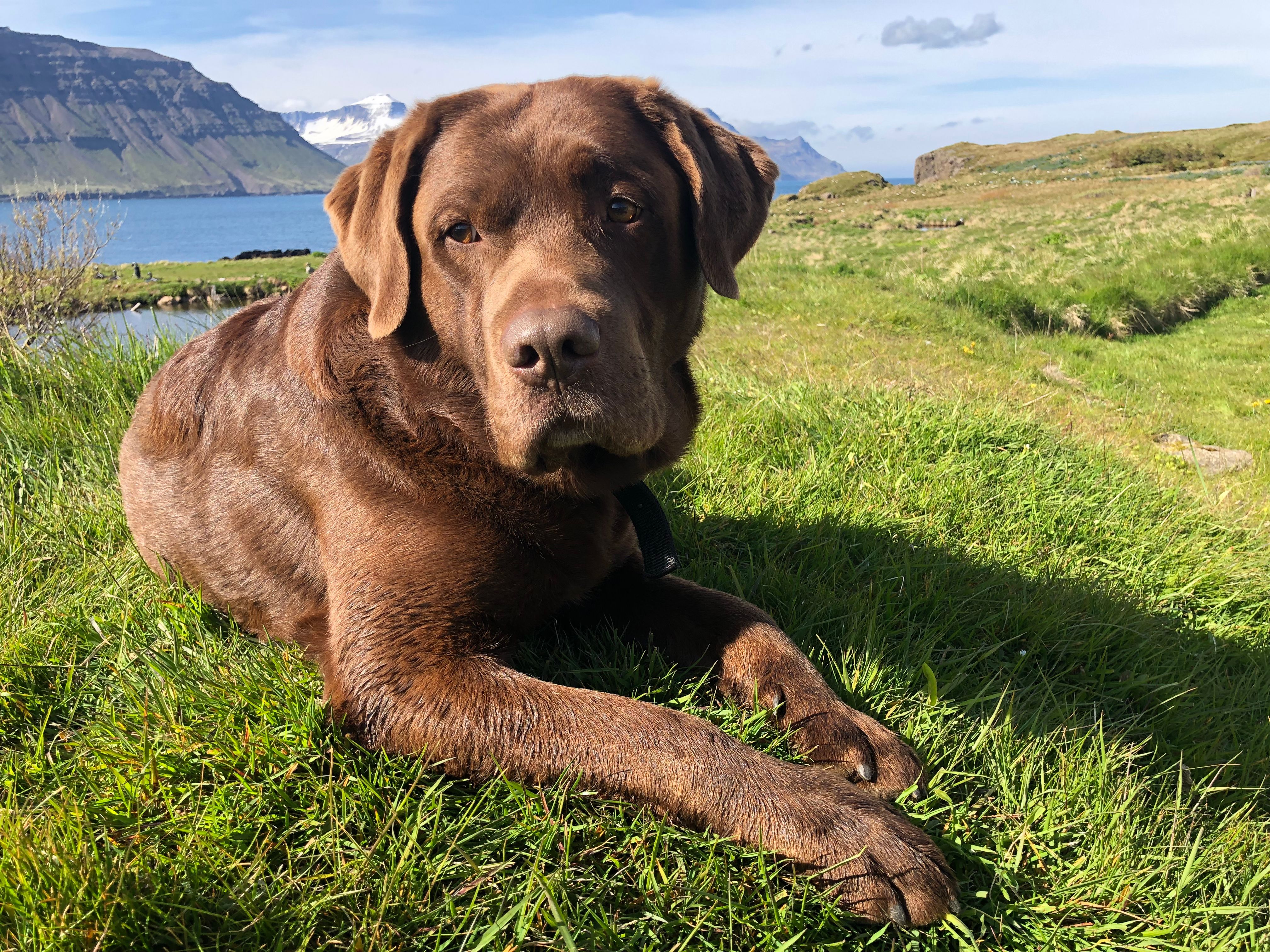 Freyr, Chocolate Lab · Free Stock Photo
