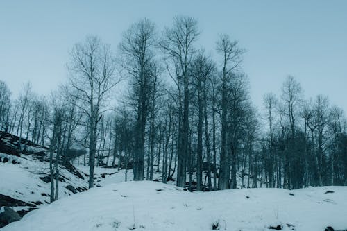 Бесплатное стоковое фото с голый, деревья, зима