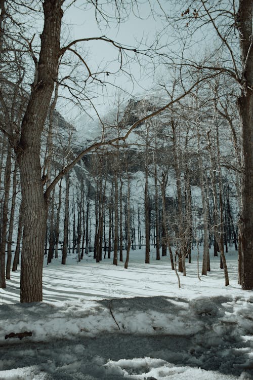 Snow among Trees in Forest in Winter
