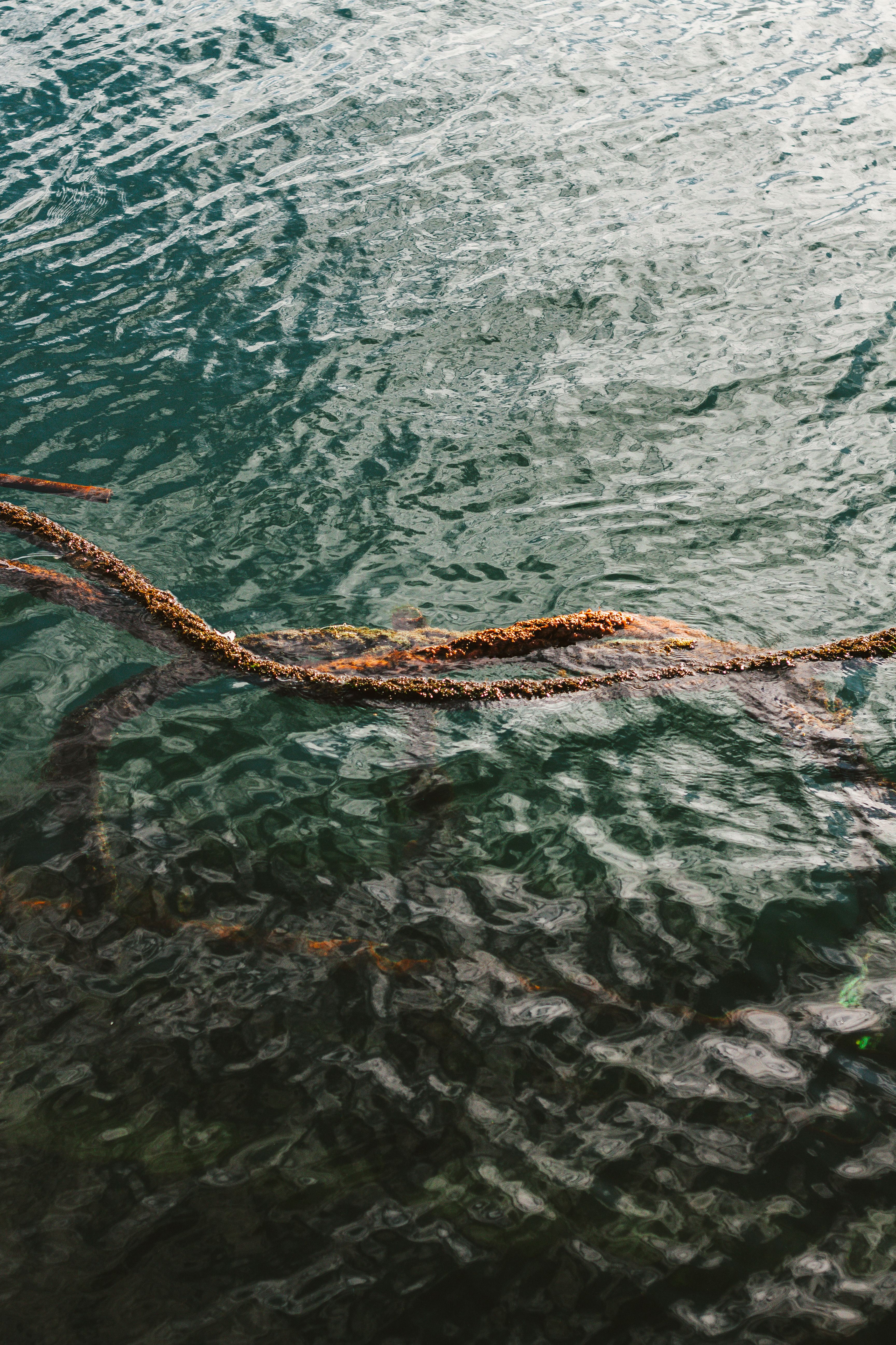 Fishing Net in Water · Free Stock Photo