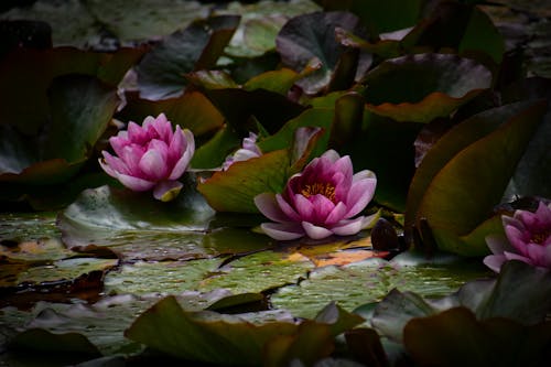 Foto d'estoc gratuïta de flors, llac, lotus