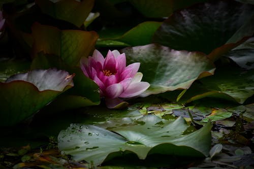 Foto d'estoc gratuïta de flor, llac, lotus