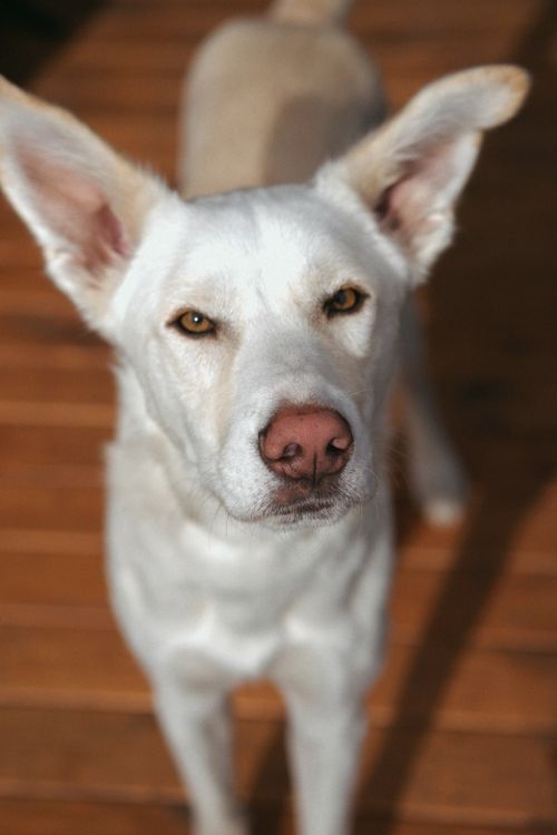 Free Close-up portrait of a white dog with alert ears looking directly at the camera. Stock Photo