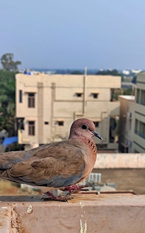 Free bird Stock Photo