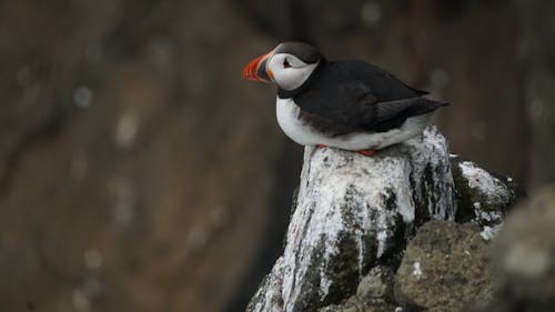 動物攝影, 大西洋海鸚, 天性 的 免費圖庫相片