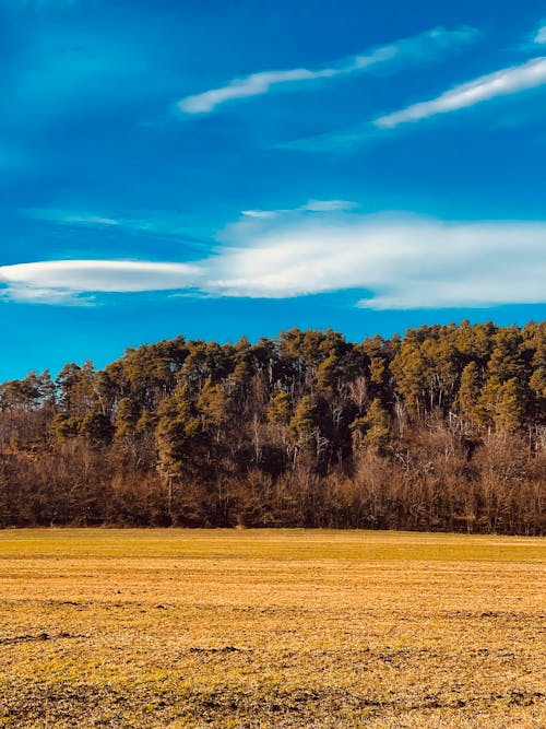 Foto profissional grátis de azul-celeste, natureza, pianta