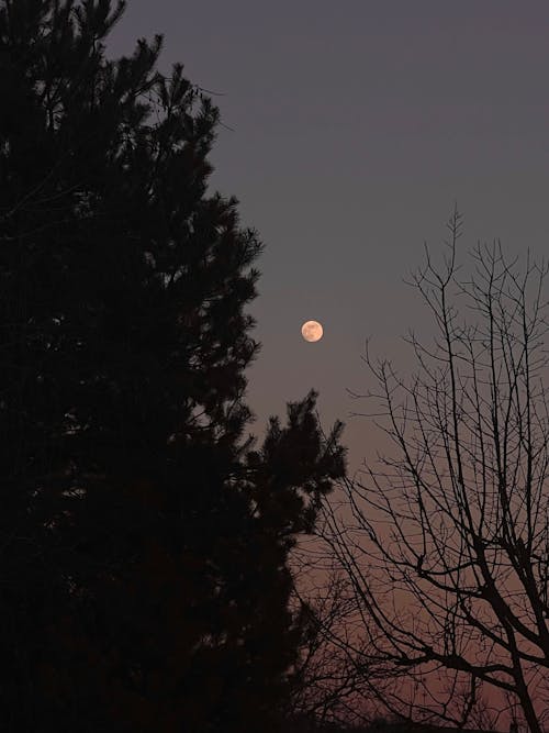 Free stock photo of blood moon, calluna, crescent moon