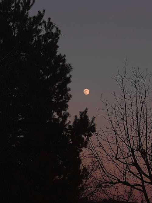 Foto profissional grátis de ano novo lunar, bolos da lua, calendário lunar