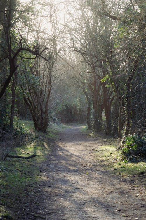 Footpath in Forest