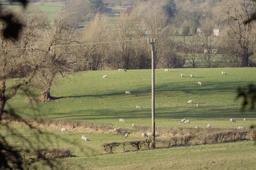 Sheep on Pasture in Countryside