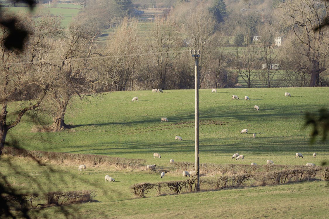 Sheep on Pasture in Countryside