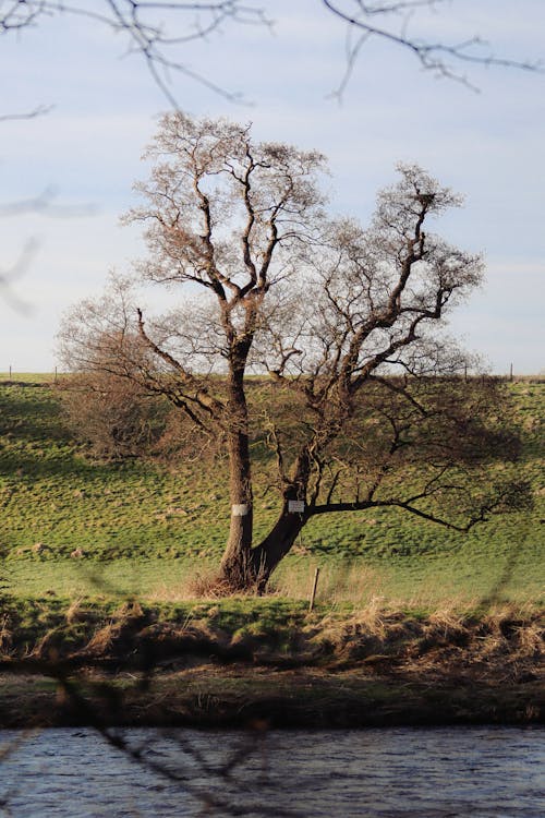 A tree with no leaves on it sitting on a grassy field