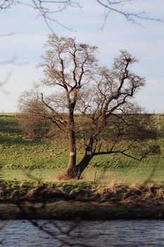 A single tree stands in a peaceful countryside by a flowing river under clear skies.