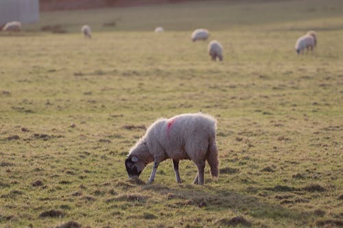 A sheep with a pink collar is grazing in a field