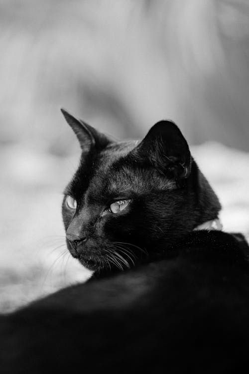 Cat in Black and White