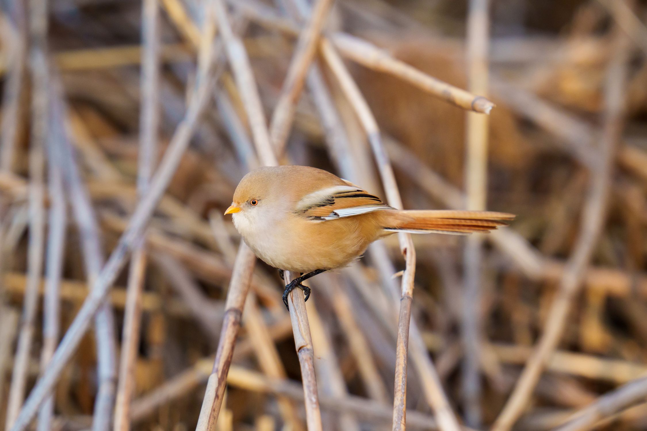 The bearded reedling (Panurus biarmicus) is a small, long-tailed ...
