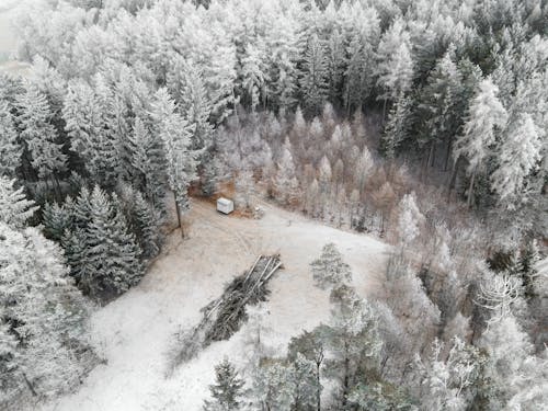 Evergreen Forest in Winter