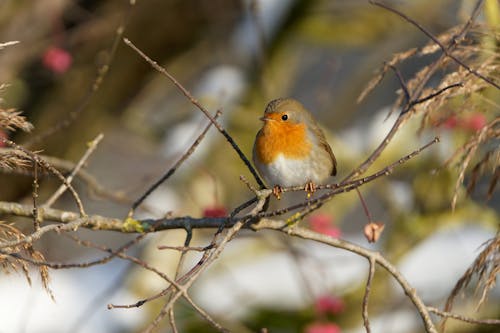 Kostnadsfri bild av djurfotografi, europeisk robin, fågel