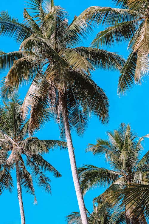 Foto profissional grátis de natureza, palmeiras, papel de parede para celular
