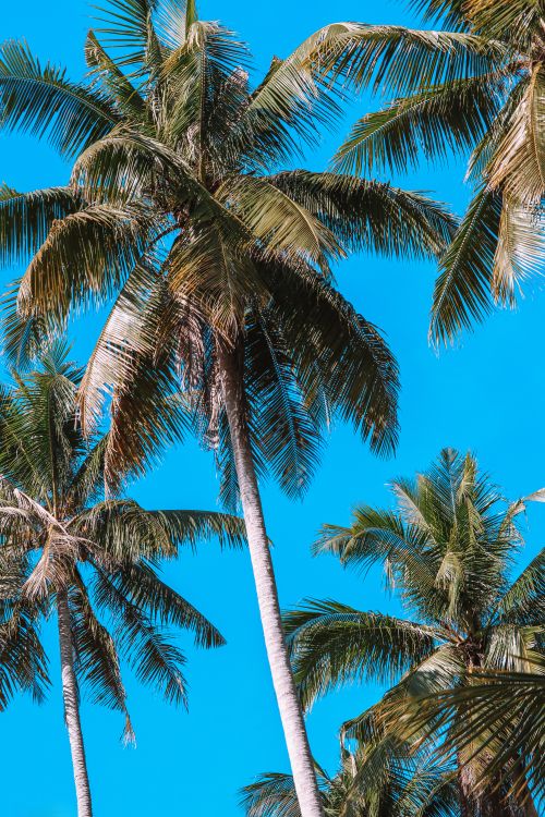 Free Tall tropical palm trees under a perfect blue sky, representing summertime on Ko Kut, Thailand. Stock Photo
