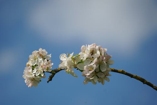 Fotobanka s bezplatnými fotkami na tému čerešňa, jar, kvety ovocných stromov