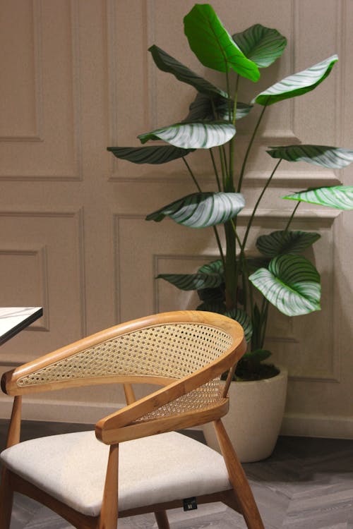 Potted Plant, Chair and Table in Room Interior