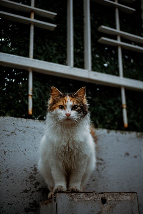 Free Charming calico cat sitting on a concrete surface in front of a textured wall in an urban environment. Stock Photo