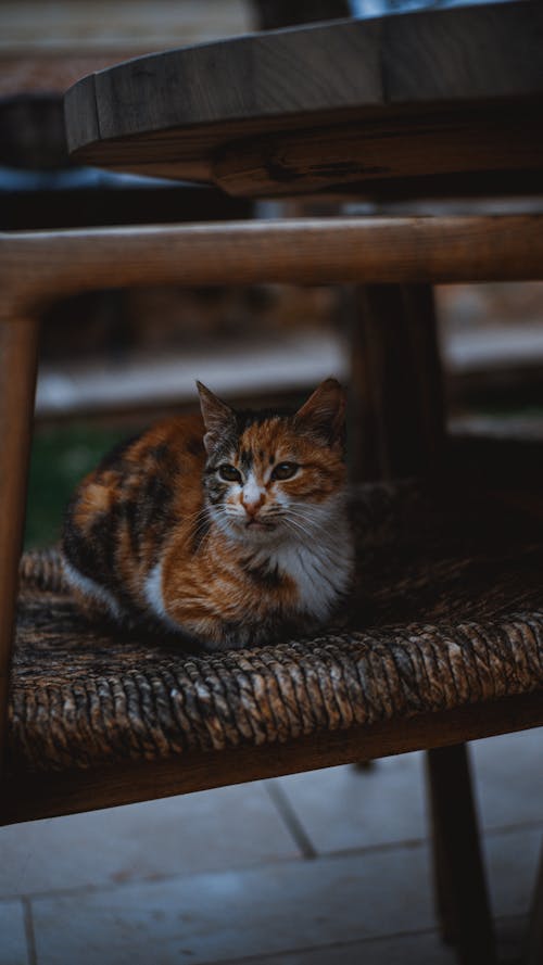 Free Cat Lying Down on Chair Stock Photo