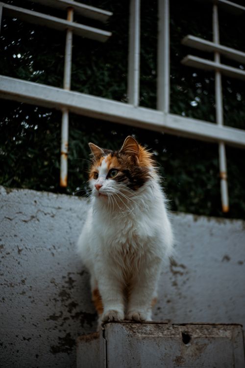 Free A majestic calico cat stands confidently on a concrete wall with metal bars behind. Stock Photo
