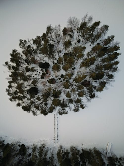 Gratis stockfoto met bevroren meer, boom, Bos