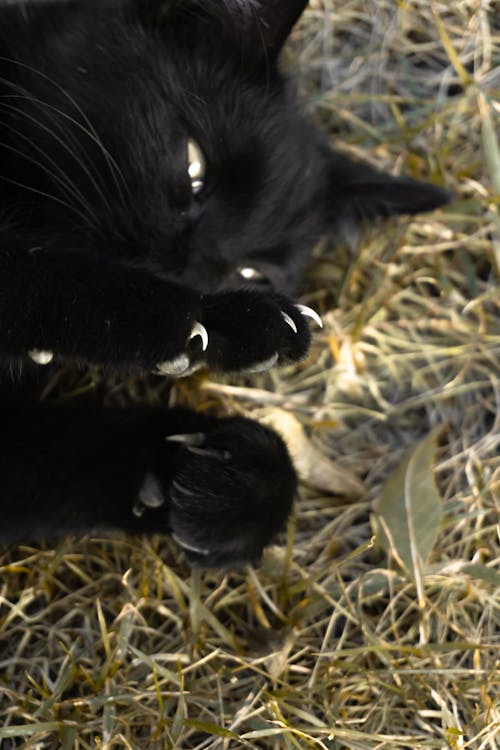 Darmowe zdjęcie z galerii z bezpańskie koty, czarny kot