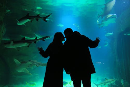 Бесплатное стоковое фото с aqua, aquarium, couple
