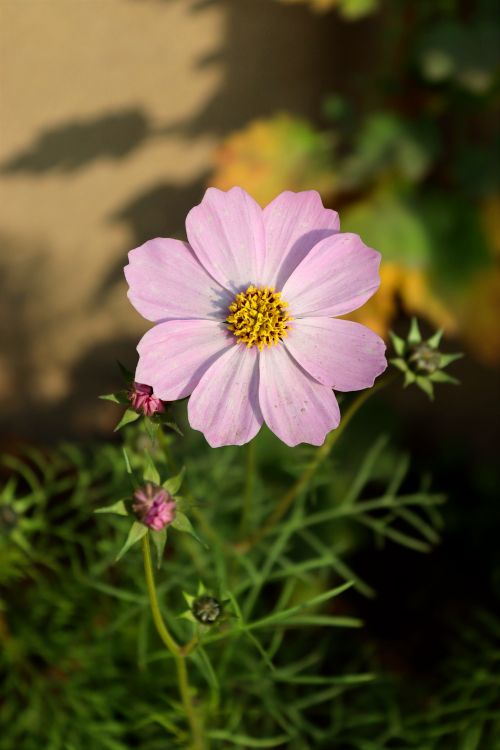 Free A detailed close-up of a vibrant pink Cosmos flower in full bloom outdoors. Stock Photo