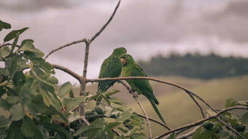 White-eyed Parakeets Together