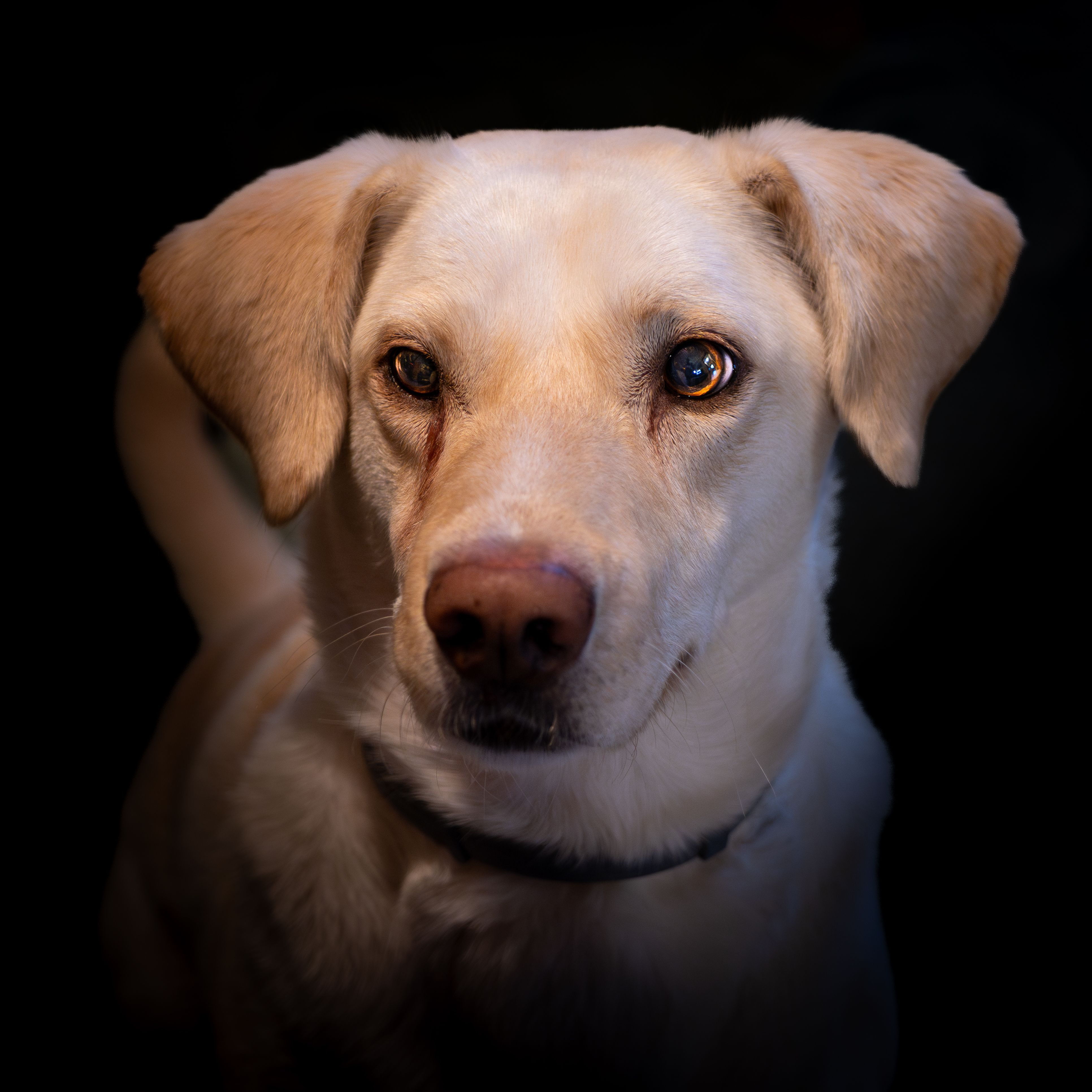 Dog Seizures: What to Do During a Seizure and When to Seek Veterinary Care