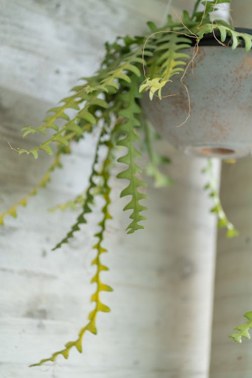 A hanging plant with green leaves and a hanging pot