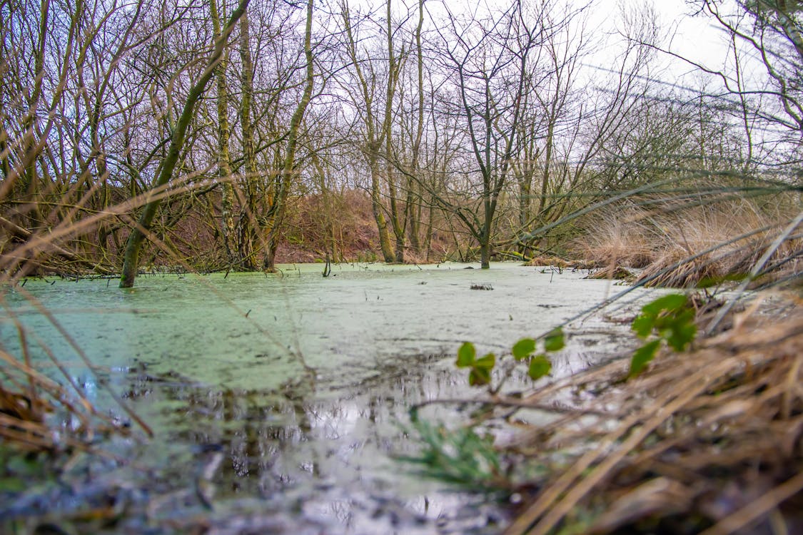 水, 沼澤, 湖 的 免费素材图片