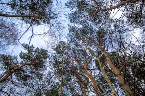 Základová fotografie zdarma na téma borovice, les, lesnatý kraj