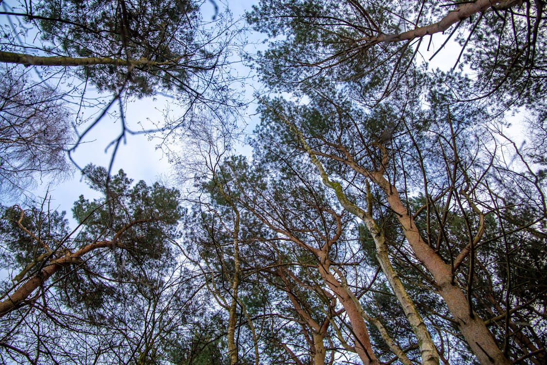 松樹, 林地, 森林 的 免费素材图片