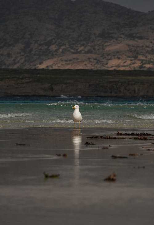 A seagull is standing on the beach near the water