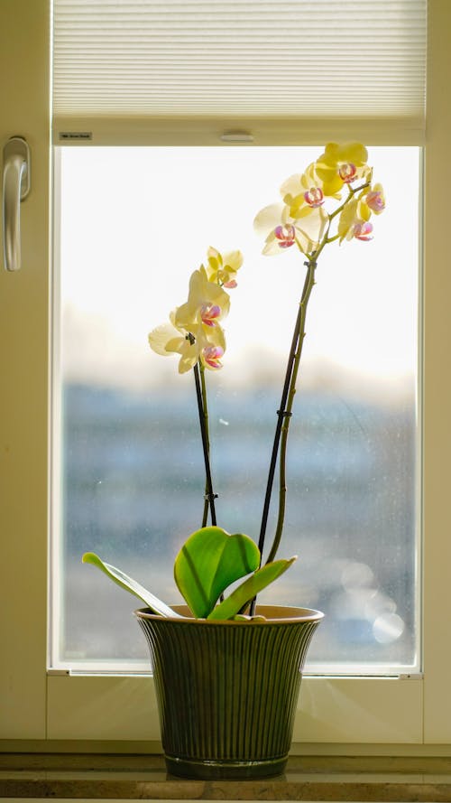 Yellow Orchid on a Windowsill