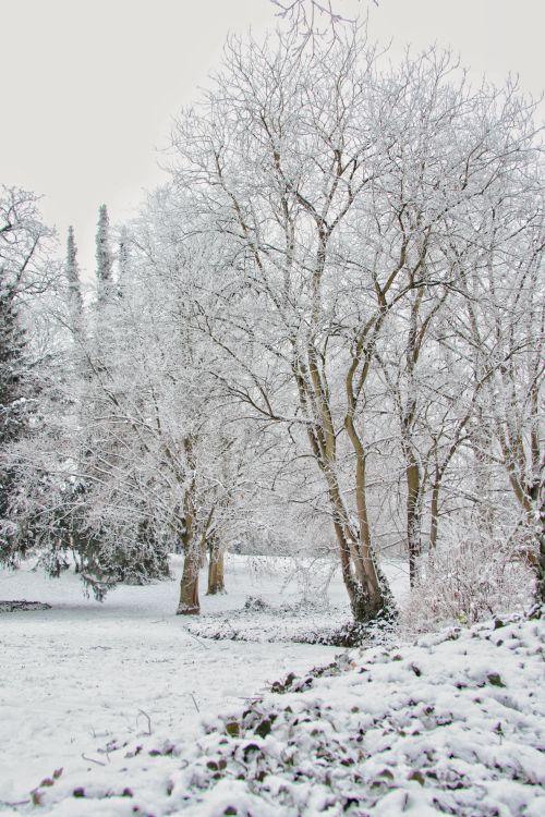 Free A tranquil winter scene featuring snow-laden trees in a calm park setting in Mainz, Germany. Stock Photo
