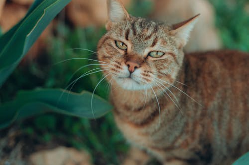 凝視, 動物攝影, 哺乳動物 的 免費圖庫相片