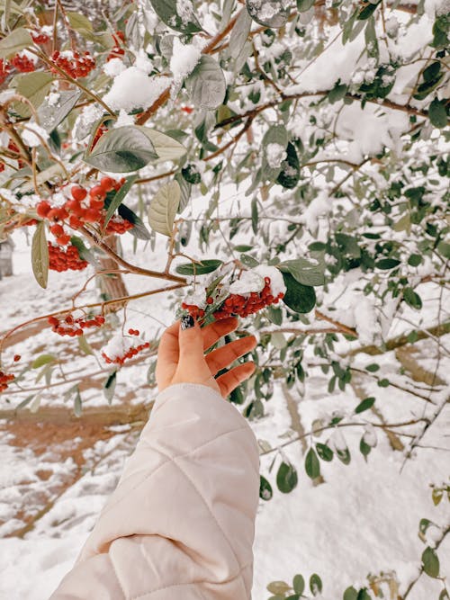 A person's hand reaching out to a tree covered in snow