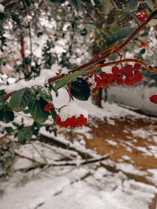 Branch with Red Rowan Berry in a Snowed Garden